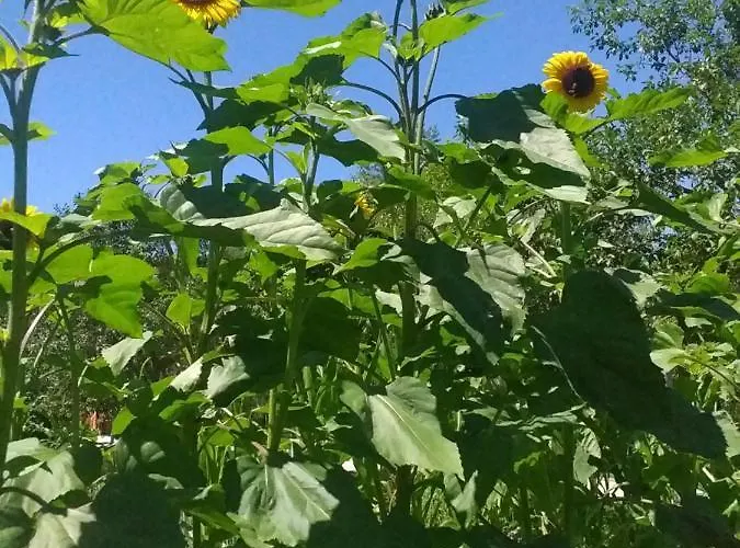 Prázdninový dům Wooden House 