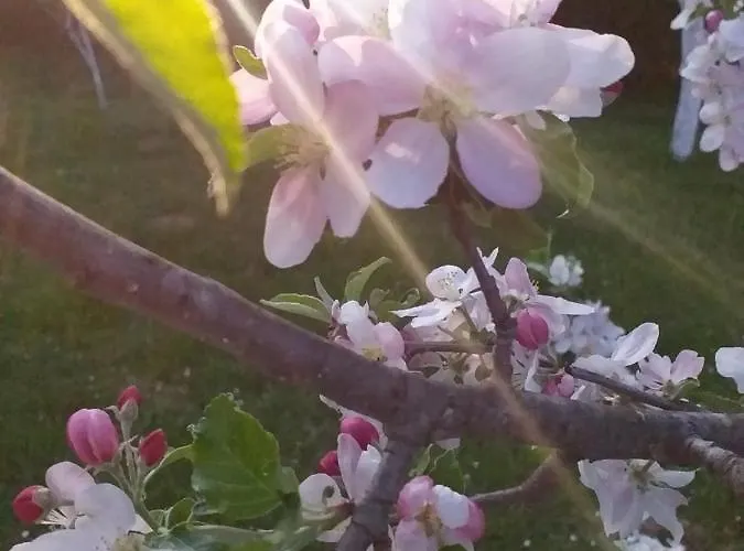 Сasa de vacaciones Wooden House 